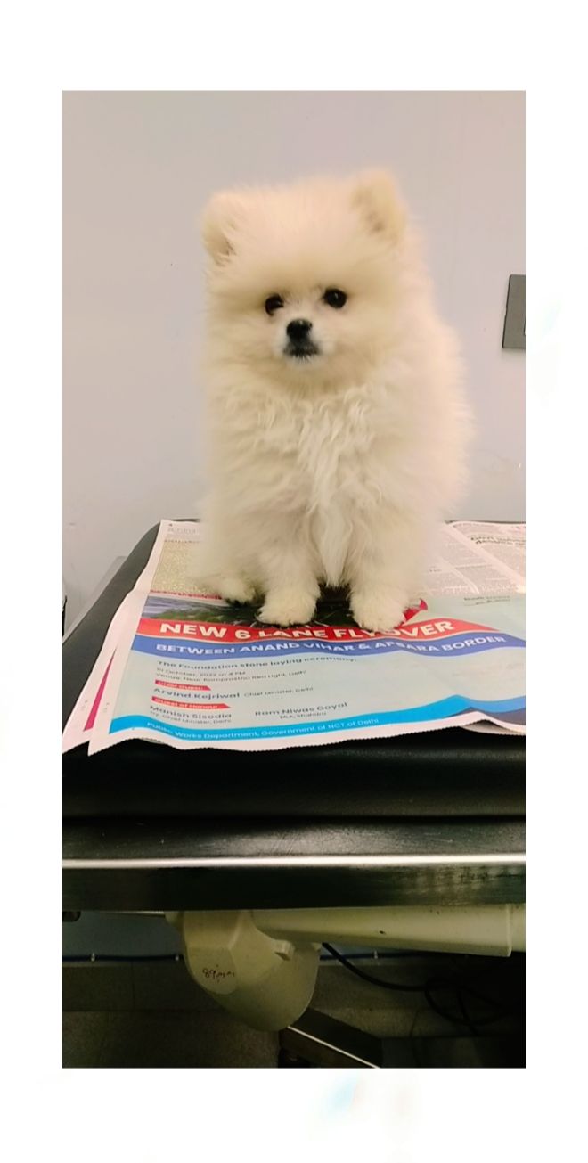 Pet Care
